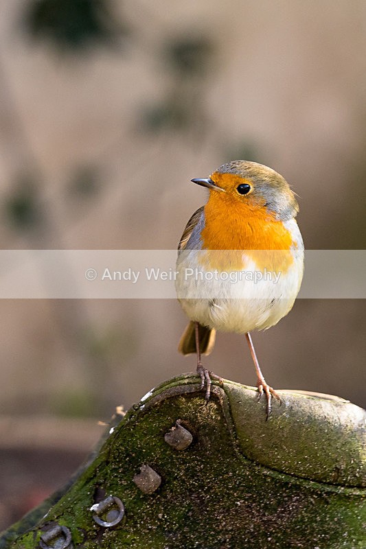 20150321-8E0A8366 - Robin