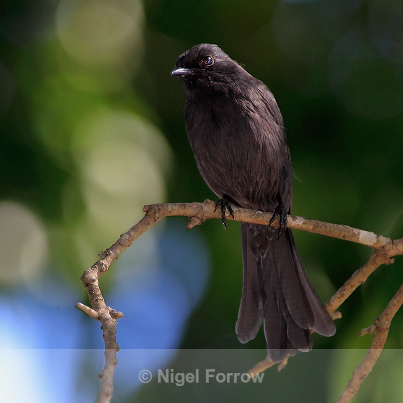 Northern Black Flycatcher perched on a branch - Northern Black Flycatcher
