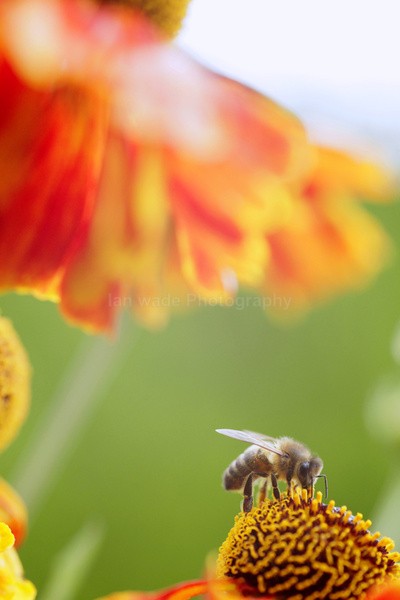  - Insects & Snails, Great Britain