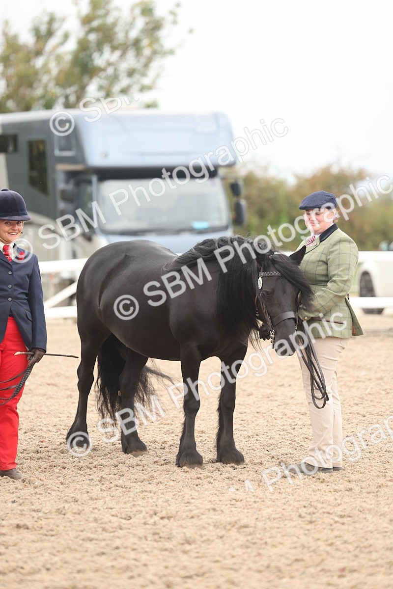 SBM_19307 - Class 317 - IH Pure Bred Horse-Pony