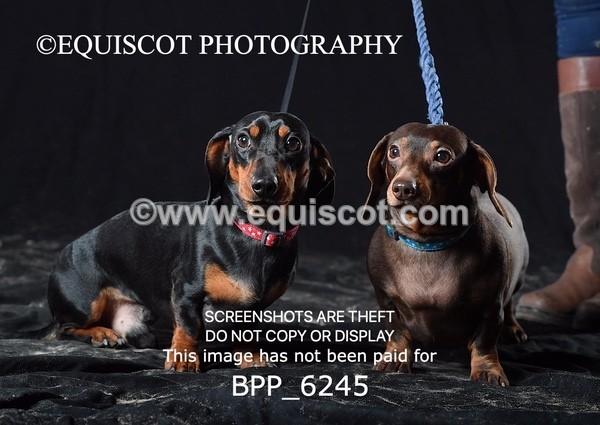 BPP_6245 - LESLEY GRANGER DOGS