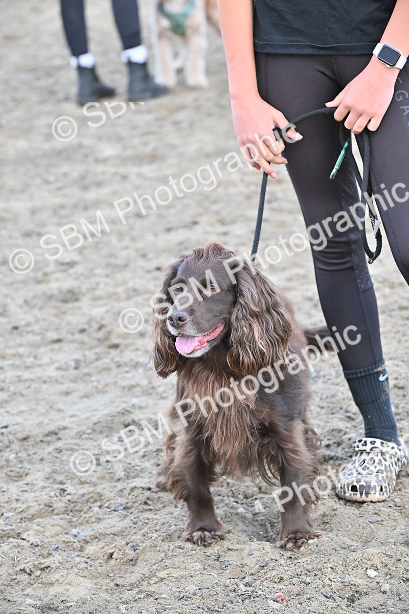 SBM_09544 - Lorry Dogs
