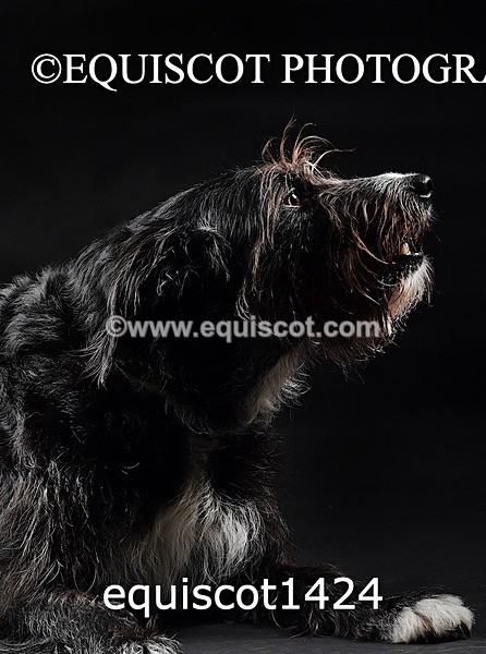 equiscot1424 - RUSSO
