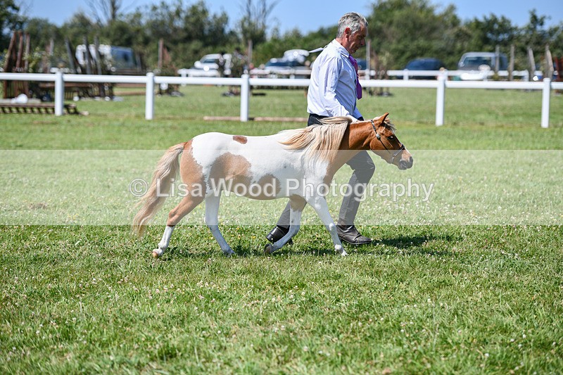 DSC_7126 - Class 61: Miniature Horse 4yrs & over