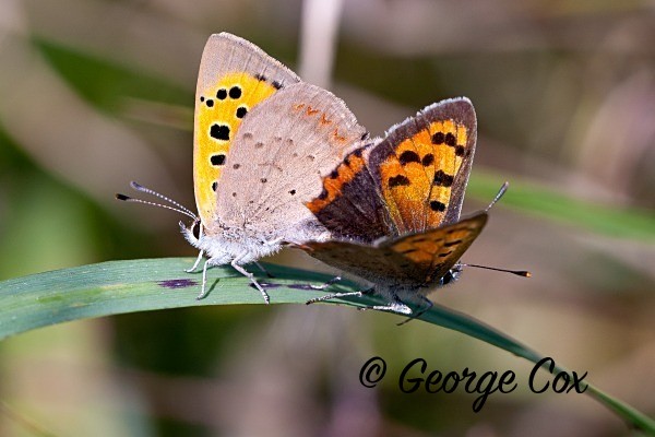 Small Copper, Nottinghamshire