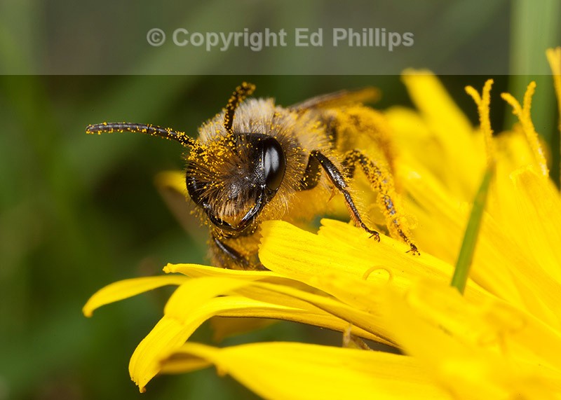 Andrena flavipes (m)
