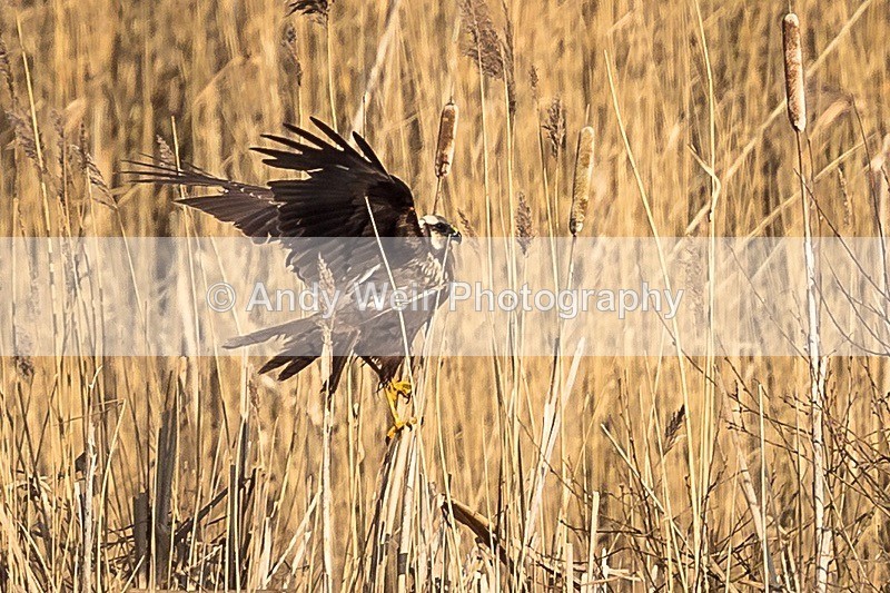 180223-Woolston Eyes0117 - Raptors