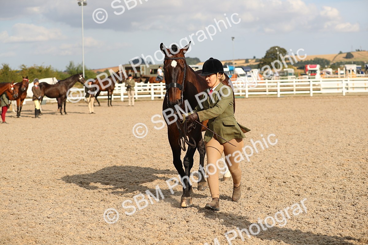 SBM_08592 - Class 28 - IH Veteran Horse