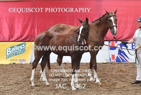 JAC_5952 - 11 Pandora of Westoak