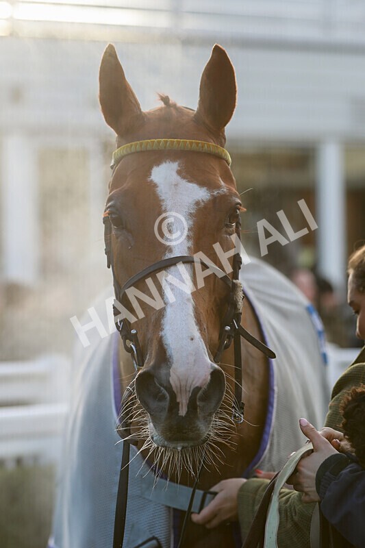 281224-Race 3-Pescatorius-1539 - Race 3