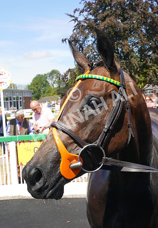 240726-Race 1-Martinet-01029 - Race 1 14.00pm Sky Bet Go-Racing-In-Yorkshire Summer Festival EBF Fillies' Novice Stakes