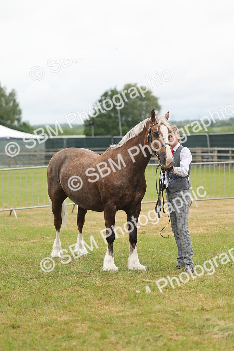 SBM_04915 - Class 50-57 - M&M Welsh Pony In Hand