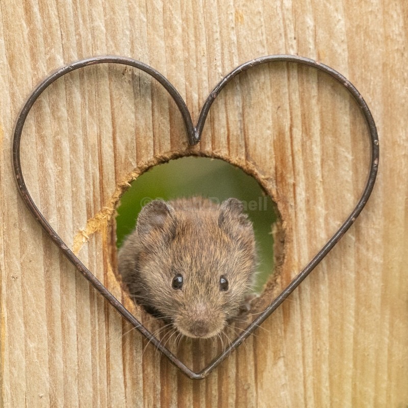 New Vole Love SD2528 - Greeting Cards