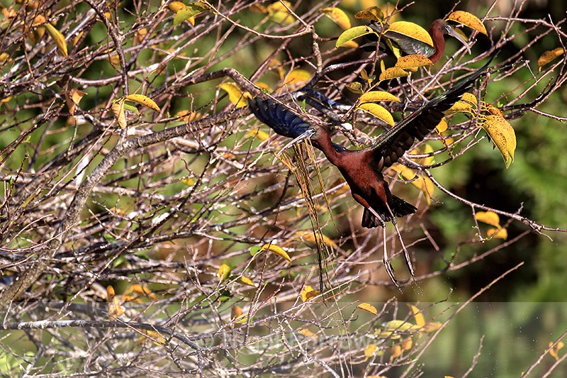 Flying Glossy Ibis with nest material, Wakodahatchee Wetlands, Florida - Glossy Ibis