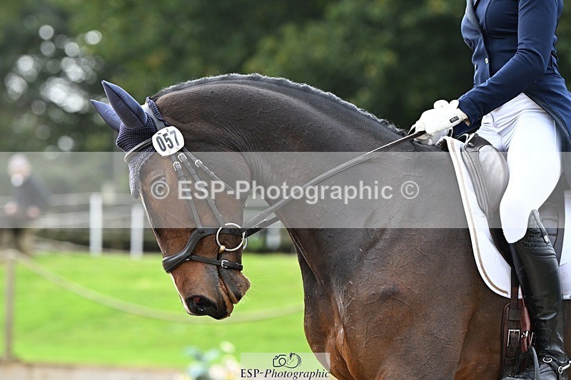 231019-145400-04315 - 057-OVERTON.TILANA'S.GOLD-Claire.Deuten-DR