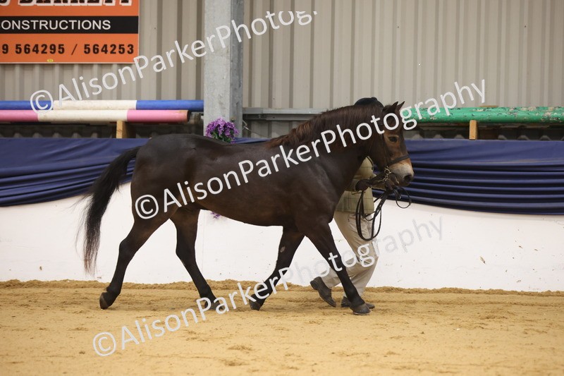 20260913-1109 - Class 110 - Bred In Other In Hand