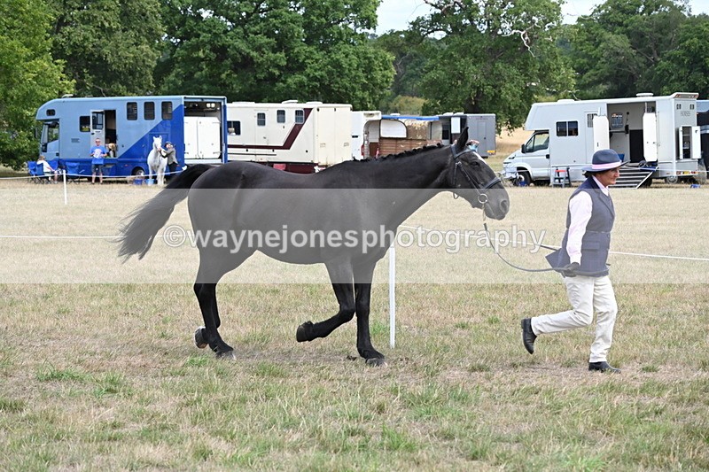 WJ6_5976 - Class 19 In-hand Veterans (Uploaded correct folder)