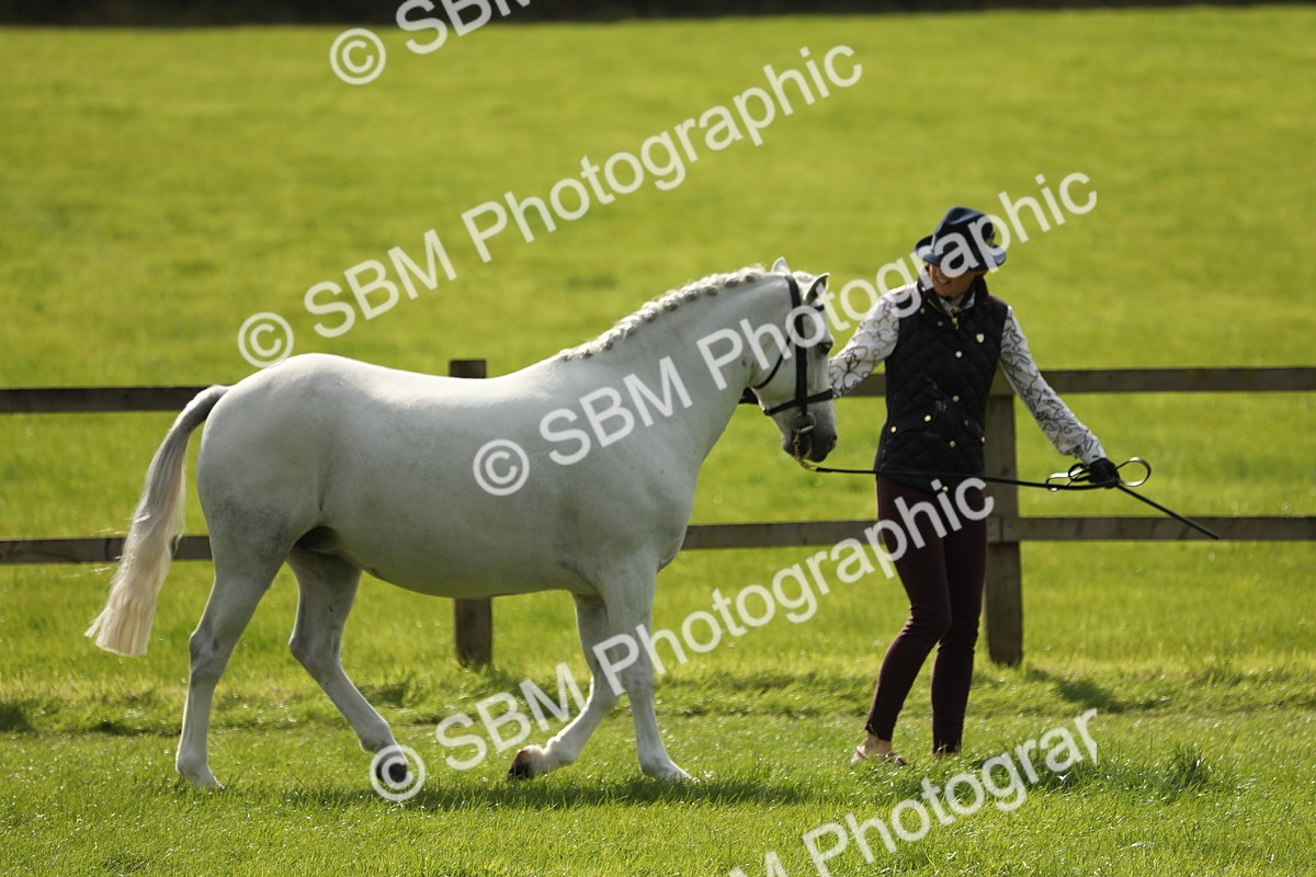 SBM_65575 - S48 - Show Pony & Show Hunter Pony In Hand