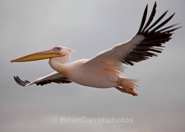 White Pelican at Walvis Bay, Namibia - African Safari Tour 09 Zambia, Botswana,Namibia & South Africa