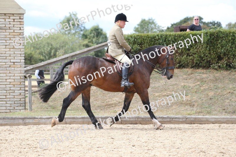 20260831-2708 - Class 16 and 17- Ridden Cob and Hunters