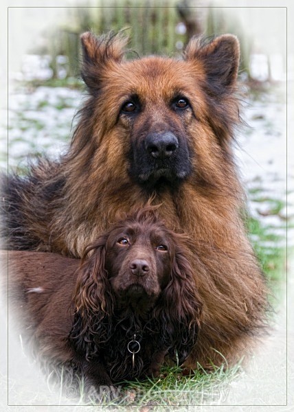  - Dogs'n'Cats
