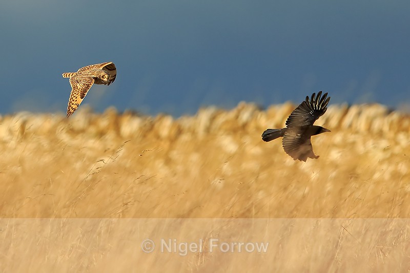 Short-eared Owl chases a Crow, Hawling, Gloucestershire - Short-eared Owl