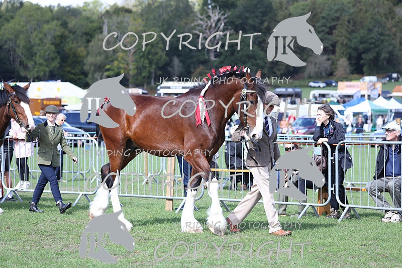 APP_3145 - Class 3 Youngstock