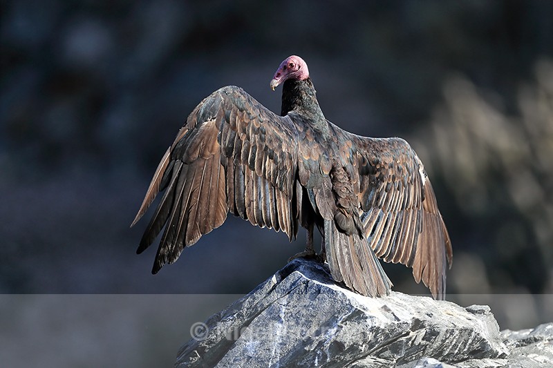 Turkey Vulture spreading wings, Chanaral Island, Chile - Turkey Vulture