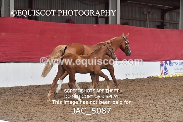 JAC_5087 - 9 Zinzipan