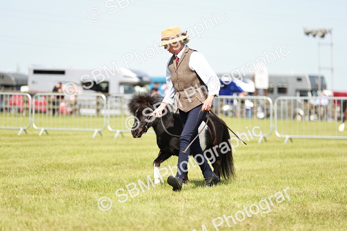 SBM_01920 - Class 14-23 - Mountain & Moorland In Hand Non Welsh