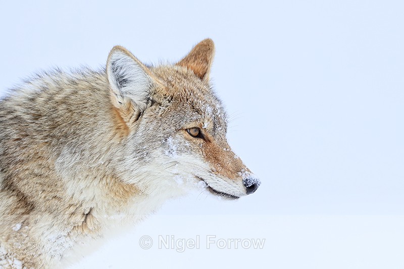 Close portrait of Coyote, Yellowstone National Park - Coyote