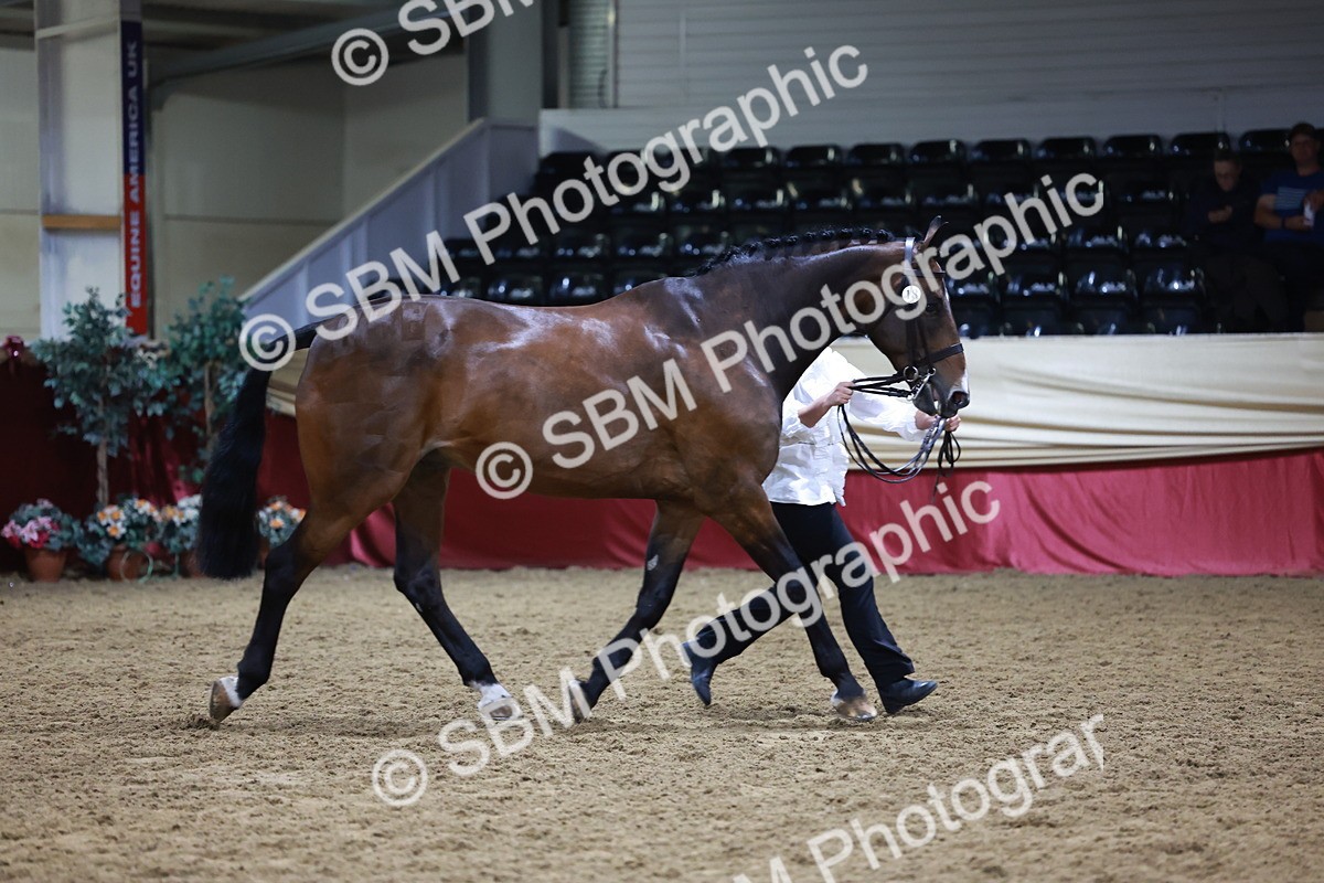 SBM_20495 - Class G - IH Large (over 148cm)Champ