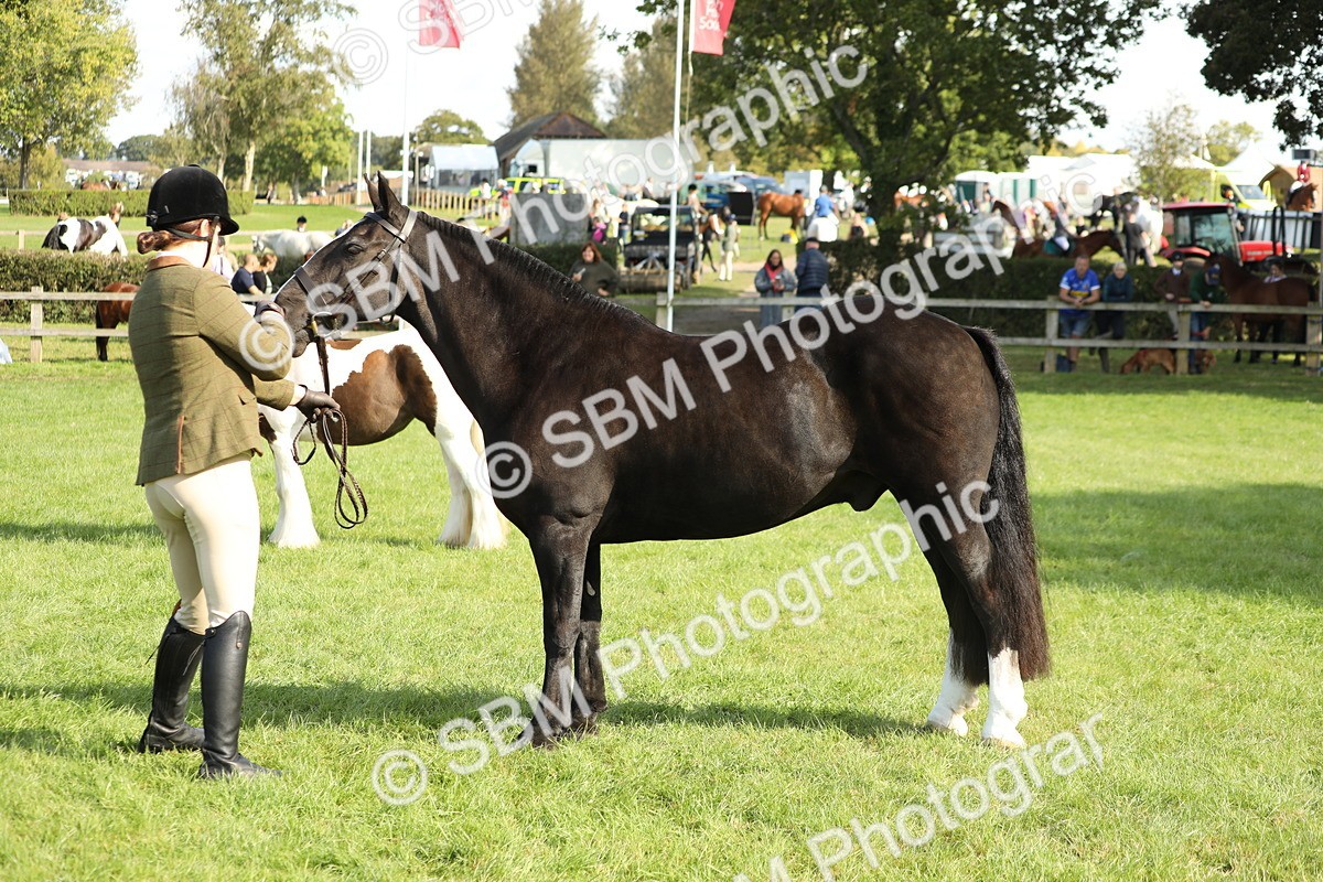 SBM_62335 - S45 - Mini Show Cob In Hand