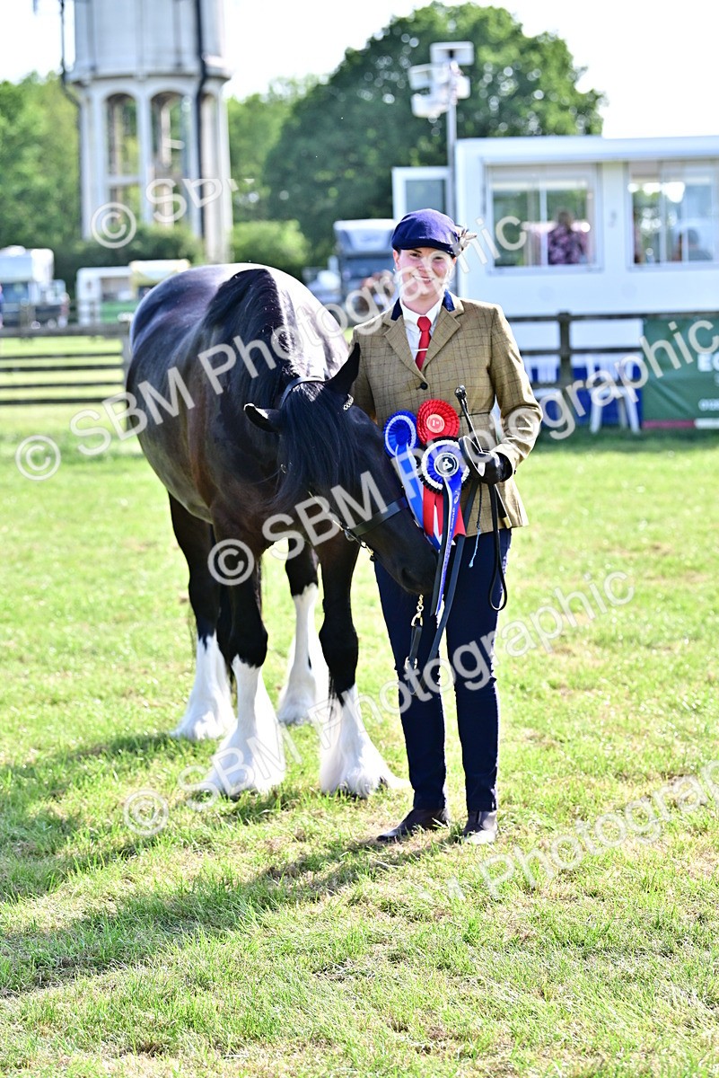 SBM_10172 - Class 63-65 - Traditional Gypsy Cobs In Hand & Ridden