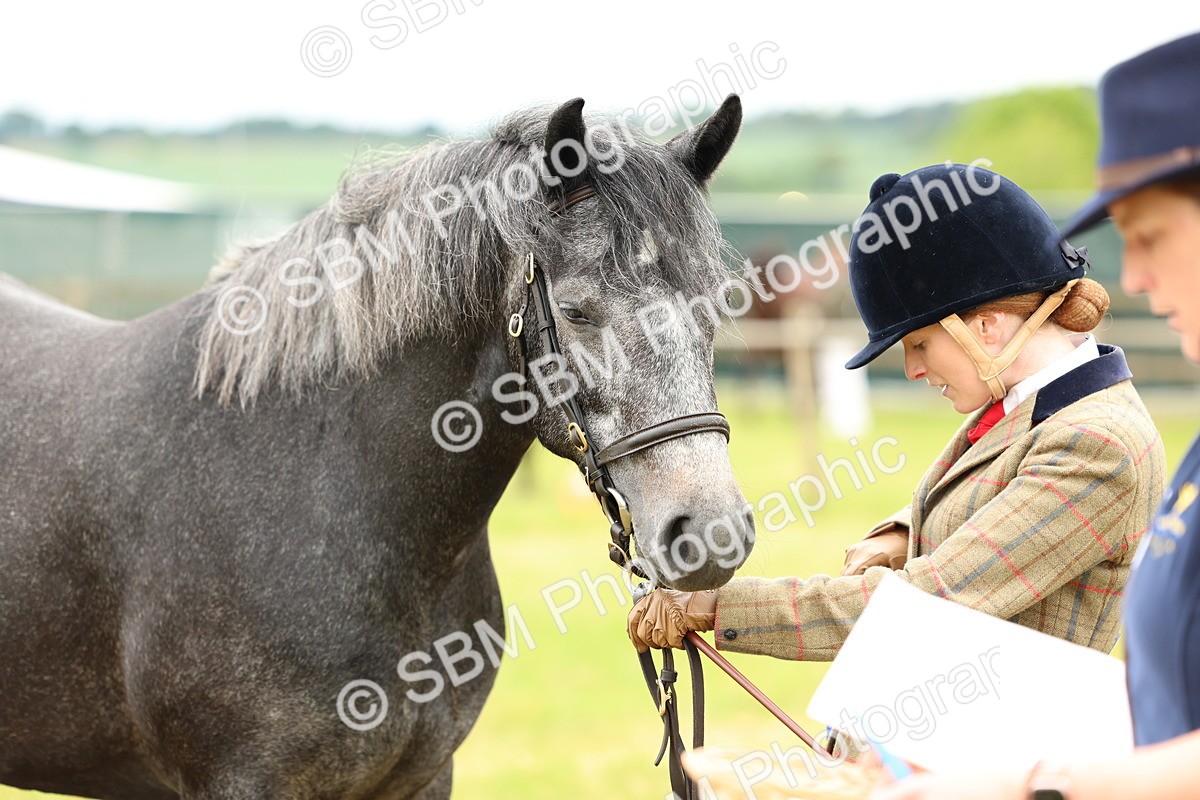 SBM_04097 - Class 64-67 - Shetland Pony In Hand