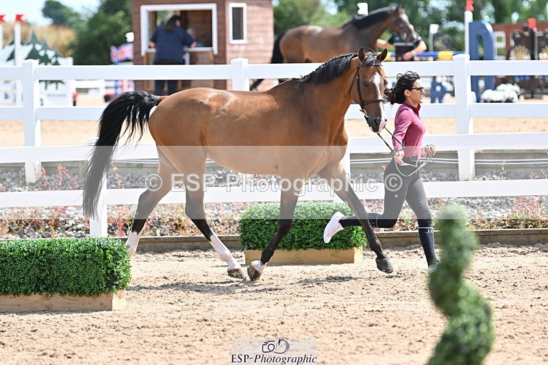 240717A-151013-02608 - Trot Up 3pm to 4pm
