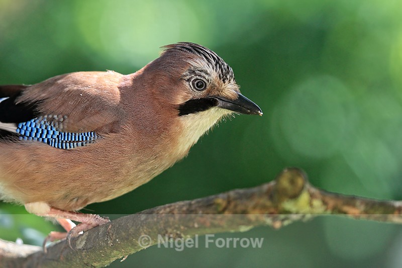 Eurasian Jay close-up portrait, Oxfordshire, UK - Jay