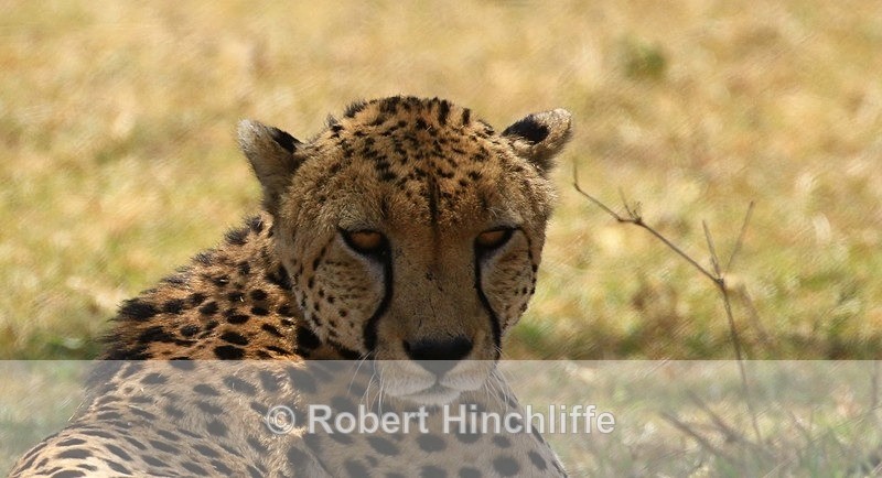 Cheetah 2 - Blank Cards