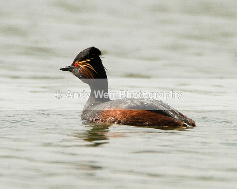 20110416-IMG_4142 - Black-necked Grebe