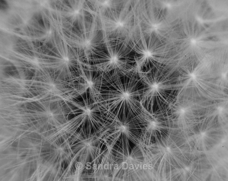 Dandelion Head - Abstract, Macro & Misc.