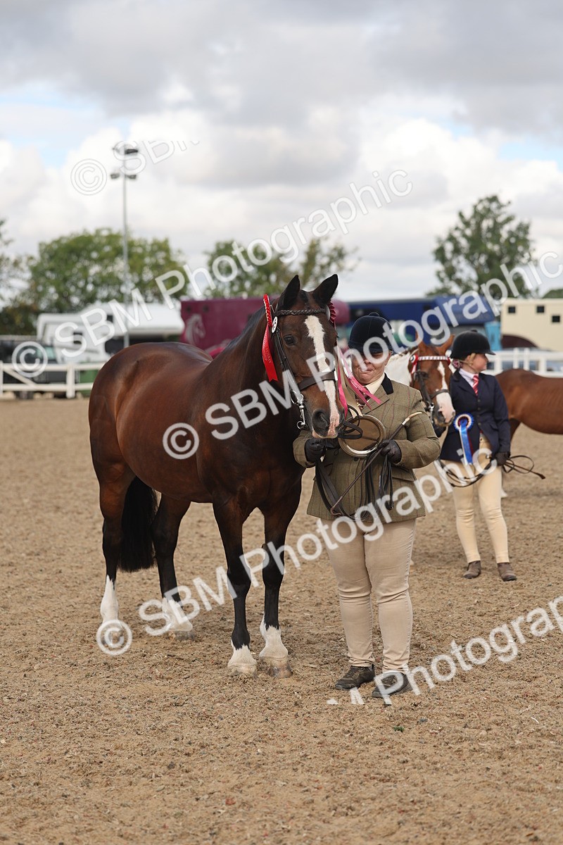 SBM_04377 - Class 17 - Prettiest Mare (IH or Ridden)