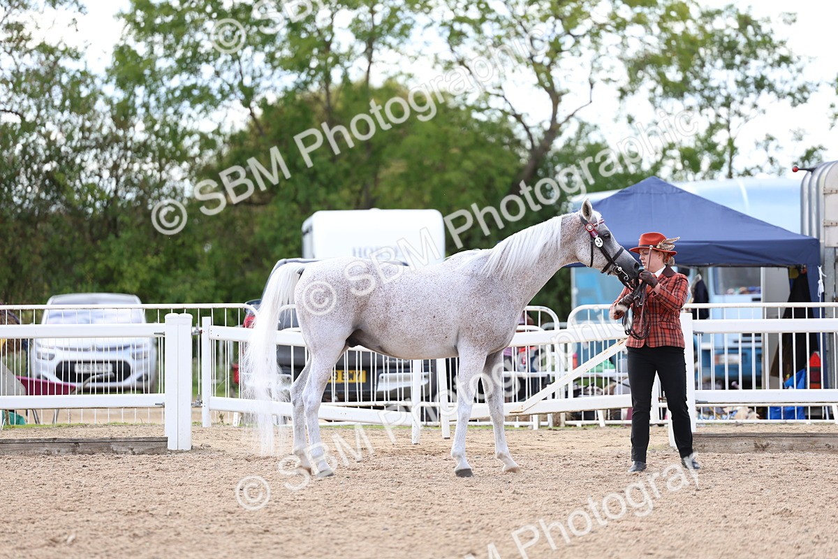 SBM_18728 - Class 317 - IH Pure Bred Horse-Pony