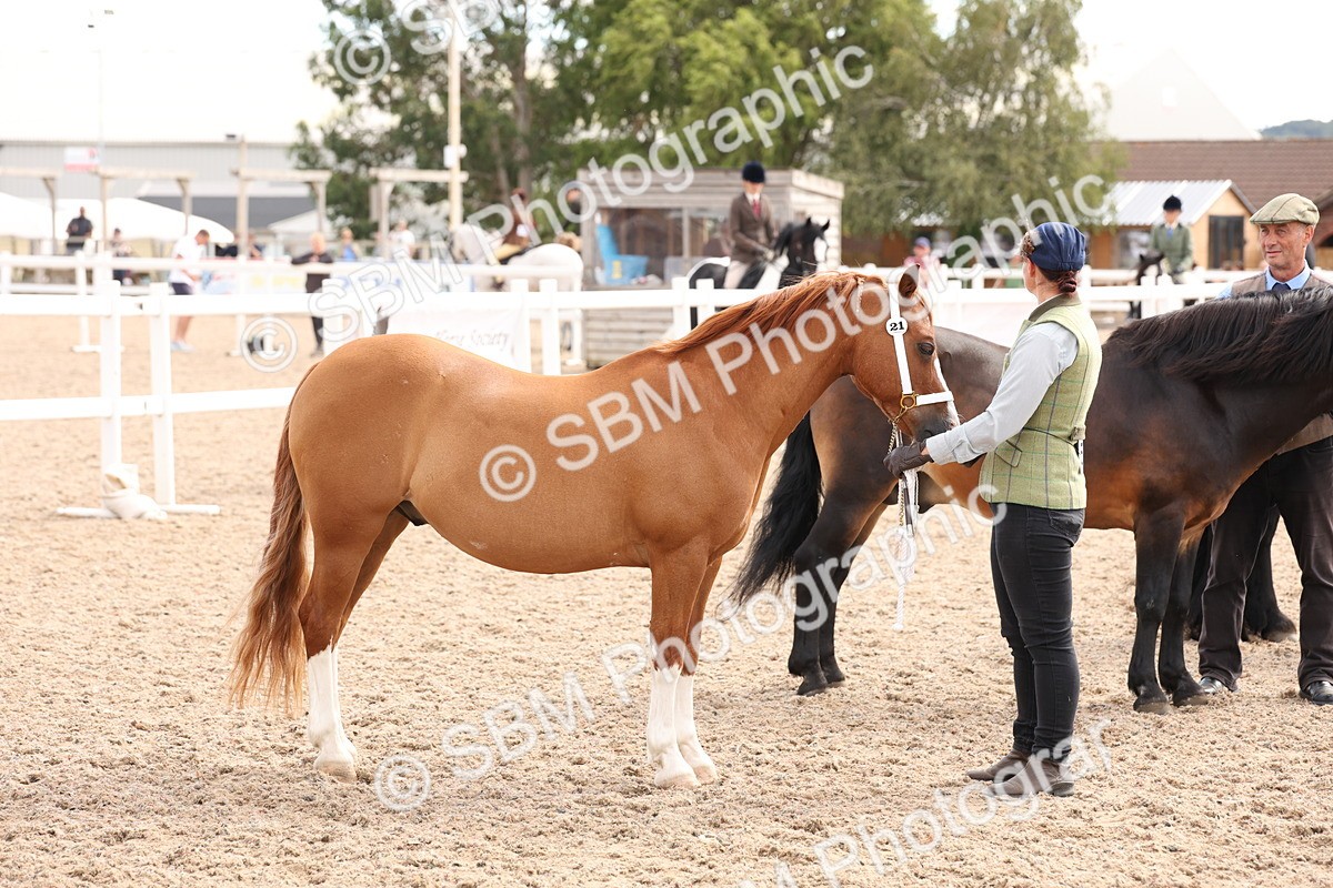 SBM_13982 - Class 205 - IH Show Pony - Show Hunter Pony