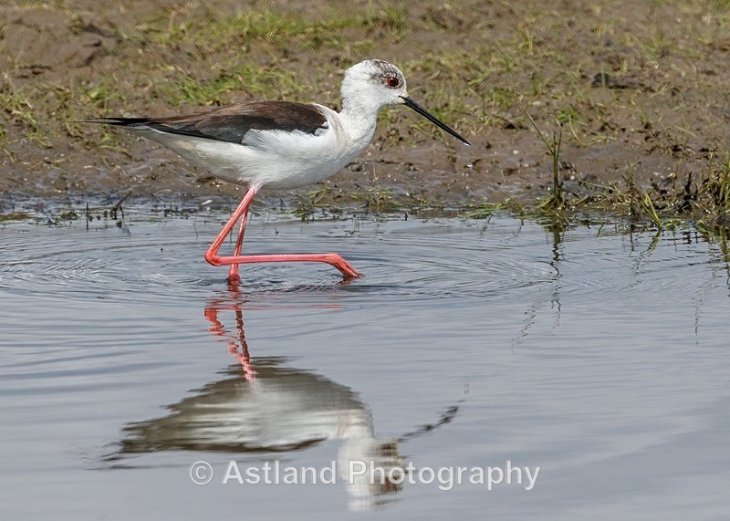Astland Photography, Bird and Wildlife Images, Susan and Peter Wilson, U.K.