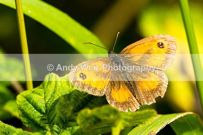 20130727-_MG_5024 - Butterflies & Moths