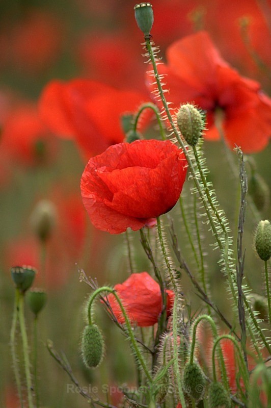 Poppies - Wildlife and Nature