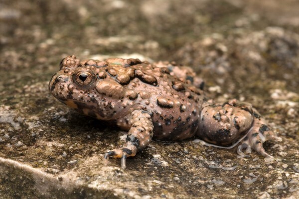  - Reptiles and Amphibians