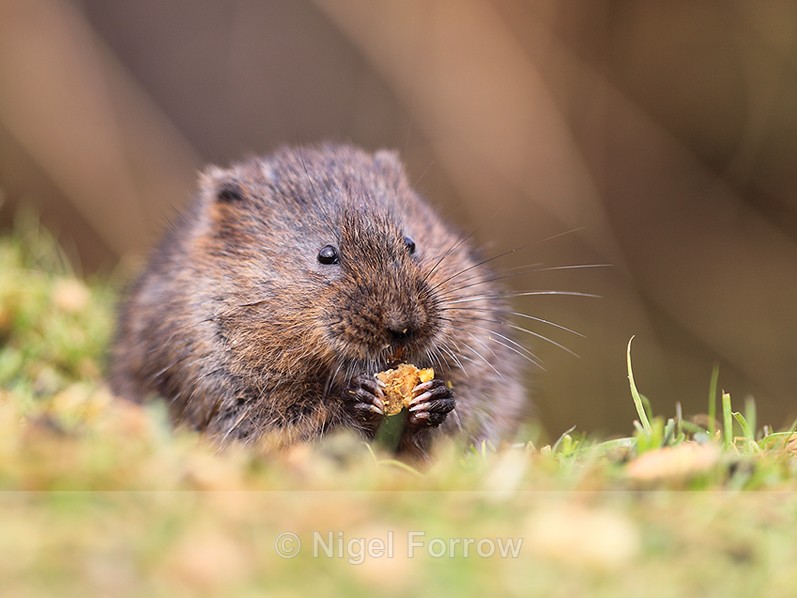 European Water Vole eating at the British Wildlife Centre - Vole