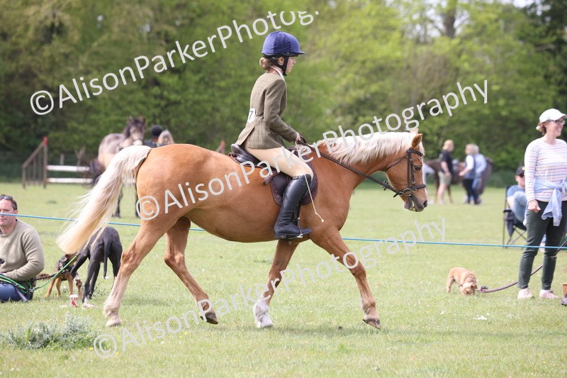 20260426-2931 - Class 33 - Best Pony 14.2hh and Under