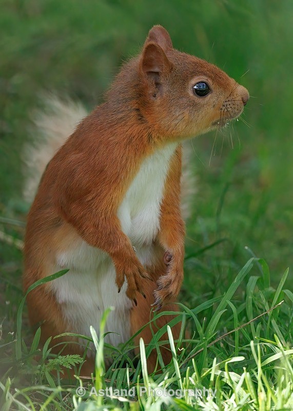 Astland Photography, Bird and Wildlife Images, Susan and Peter Wilson, U.K.